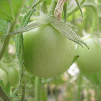 Potager au balcon, légumes de saison !
