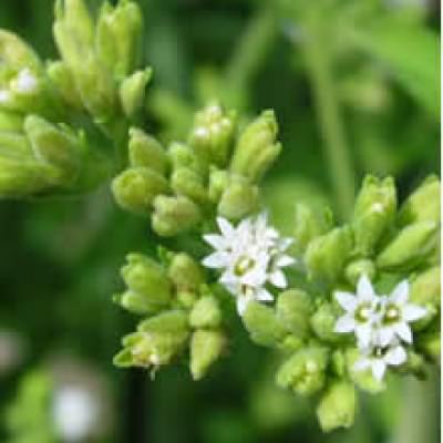 Beautifood : stevia