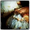 ANTINEA COOKBOOK