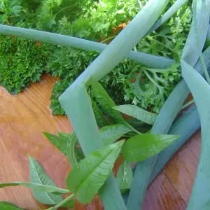 rapide à cuisiner Velouté au Persil et à la Ciboulette cuisiner la recette